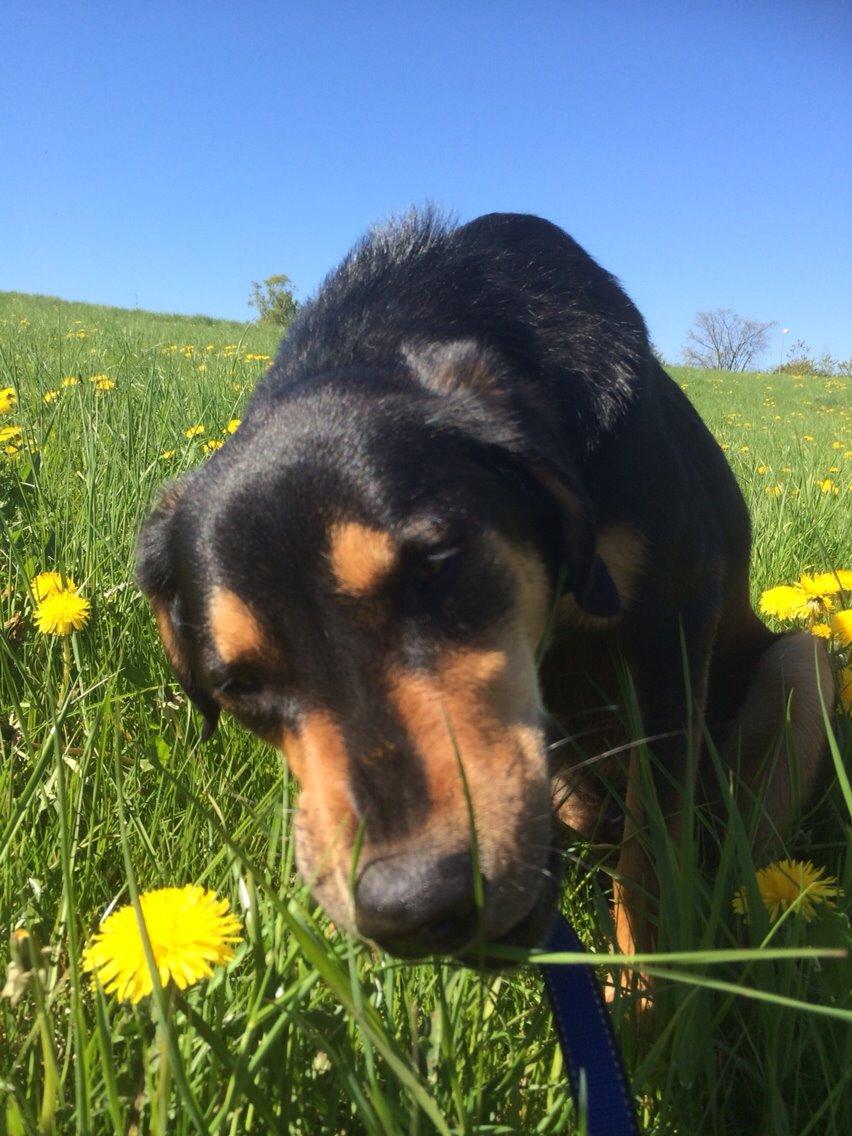 Blanding af racer Lucky - Ummmmm, lækkert sommer græs. billede 10
