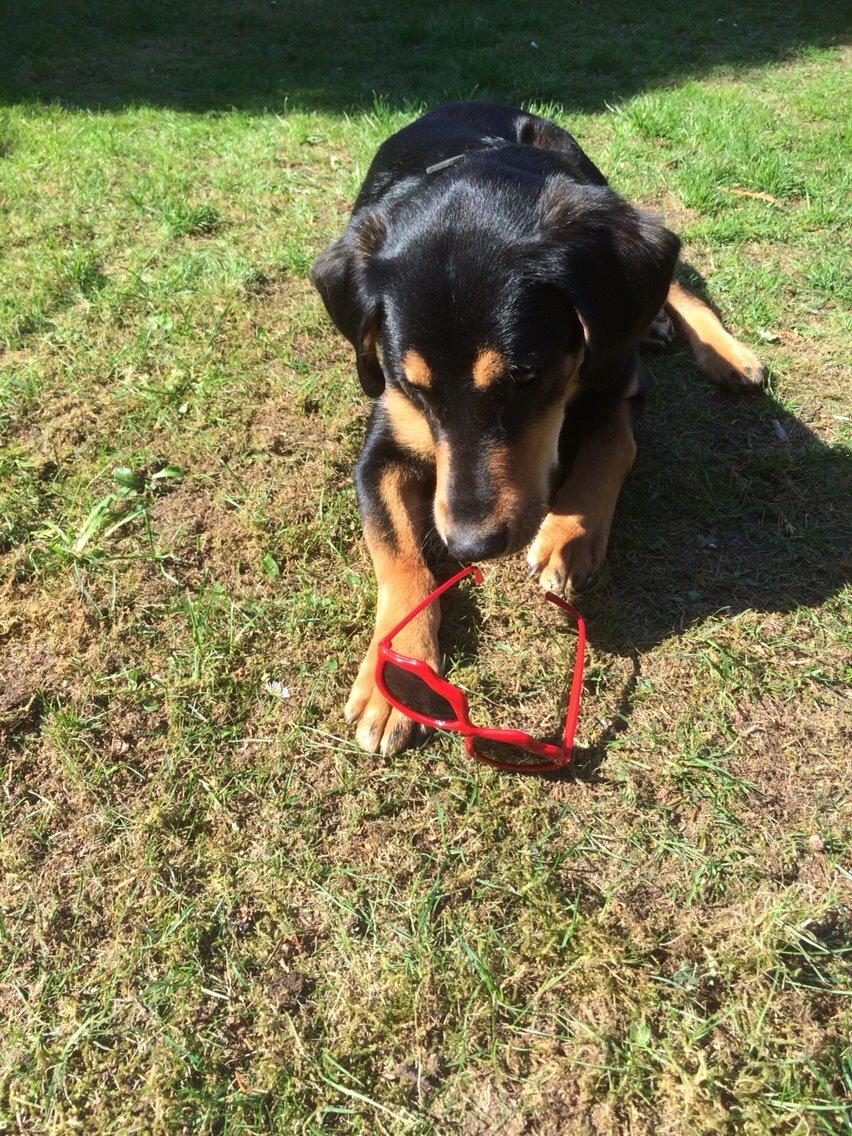 Blanding af racer Lucky - Hvad er det foren mærkelig ting?! billede 17