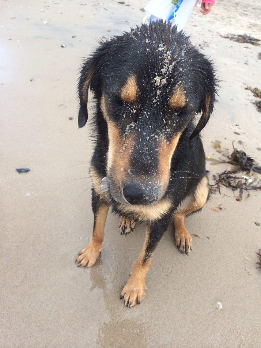 Blanding af racer Lucky - Undskyld mor... Elsker bare det sand... billede 15