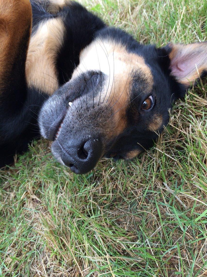 Blanding af racer Lucky - Ah, hvor jeg nyder det mor. billede 9