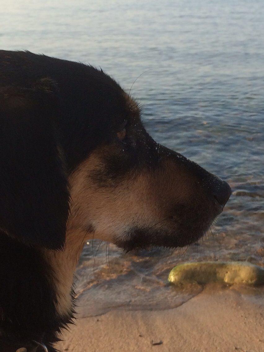 Blanding af racer Lucky - Ejjjj hvor er det dog en smuk udsigt. billede 11