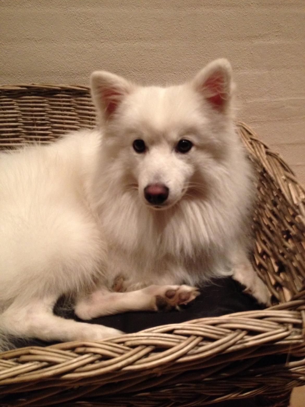 Japansk spids Kenzo billede 6