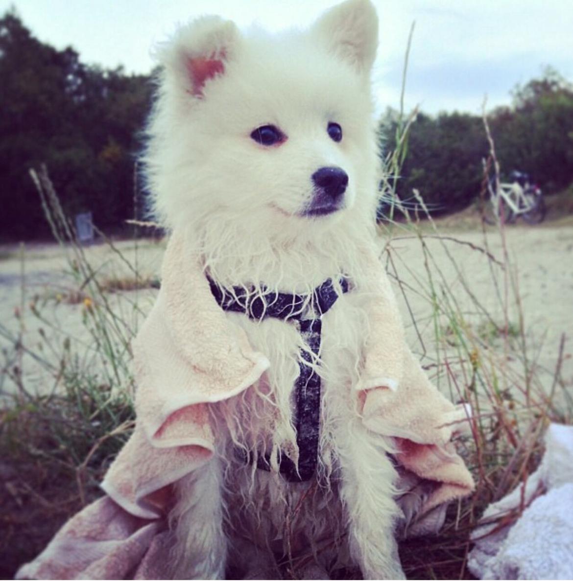 Japansk spids Kenzo billede 7