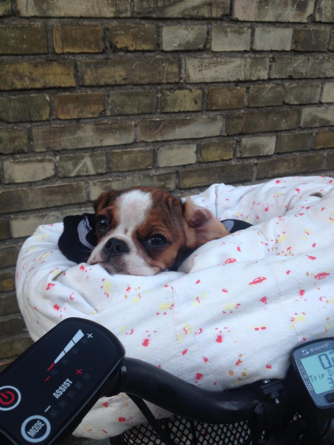 Blanding af racer Bernie billede 1