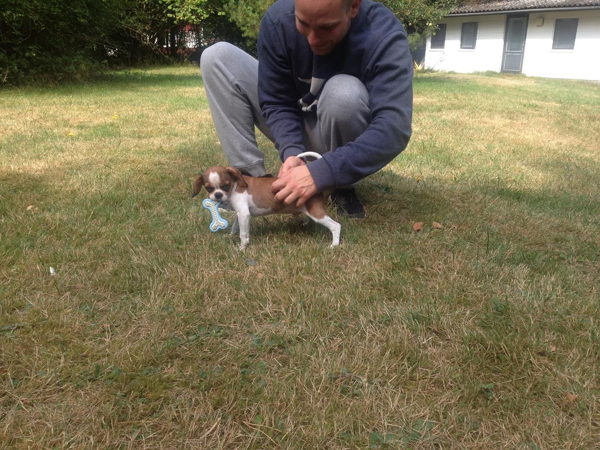 Blanding af racer Bernie billede 2