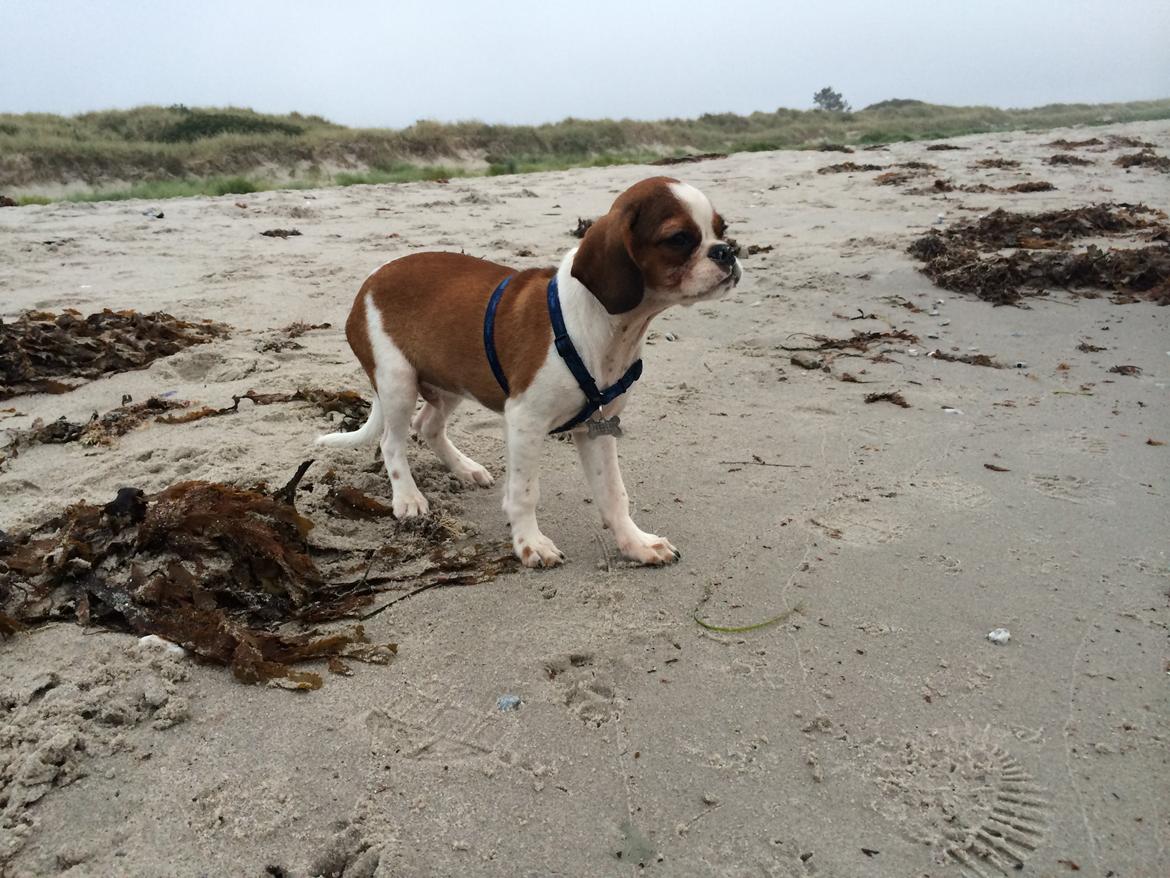 Blanding af racer Bernie billede 4