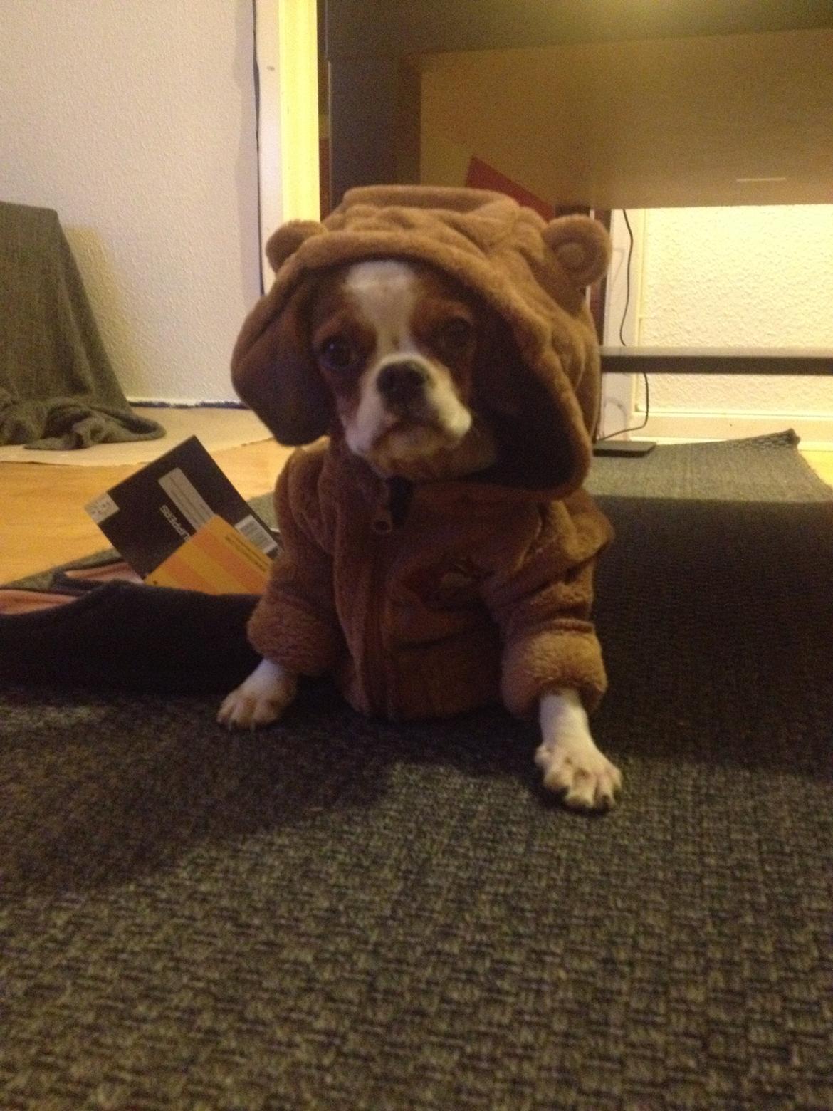 Blanding af racer Bernie billede 5