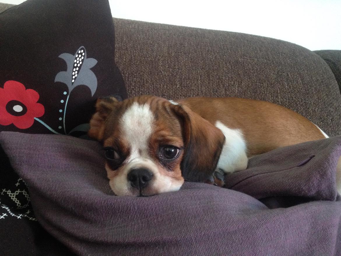 Blanding af racer Bernie billede 6