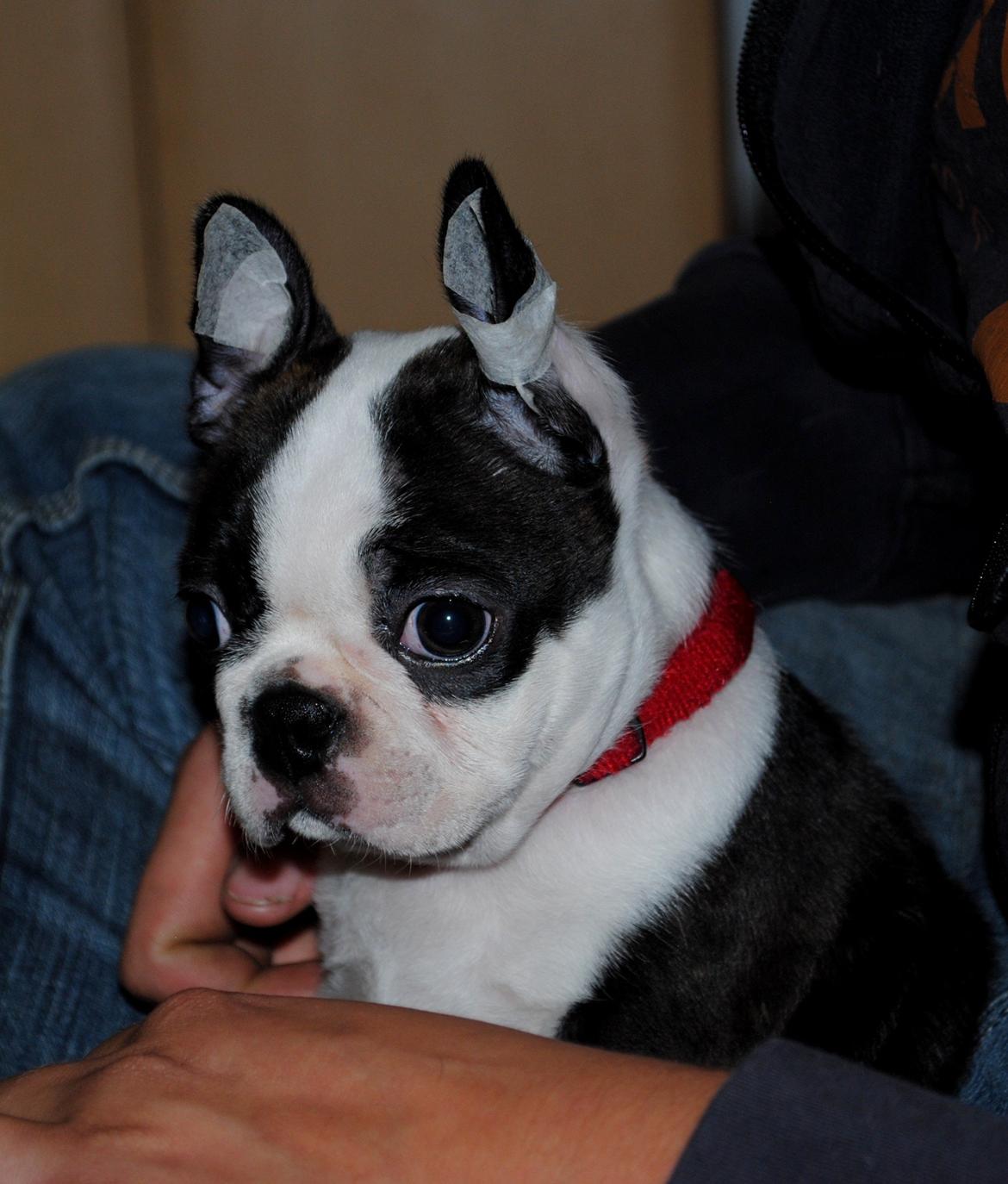 Boston terrier ZARA STYLE AND CHIC Torques billede 25