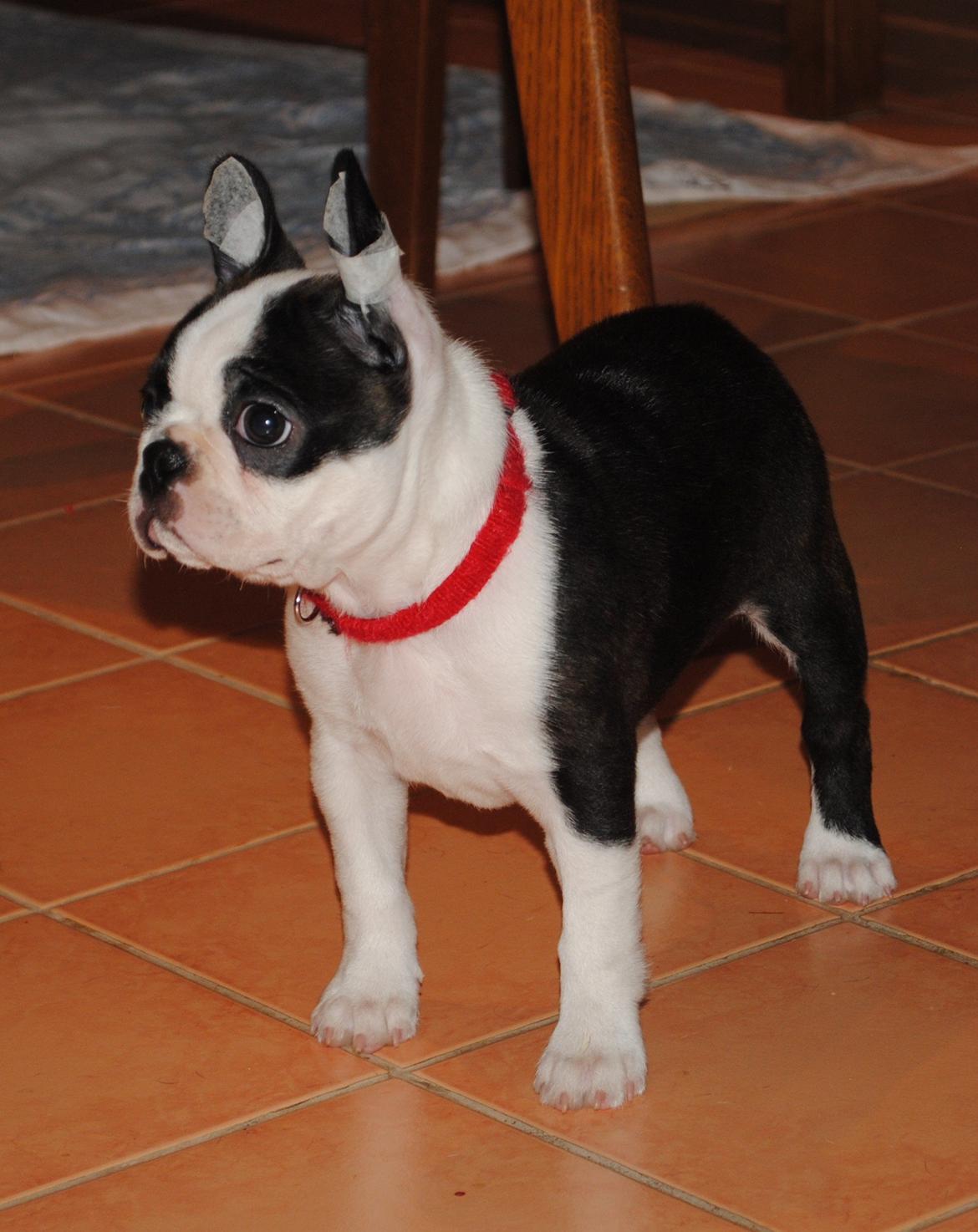 Boston terrier ZARA STYLE AND CHIC Torques billede 24