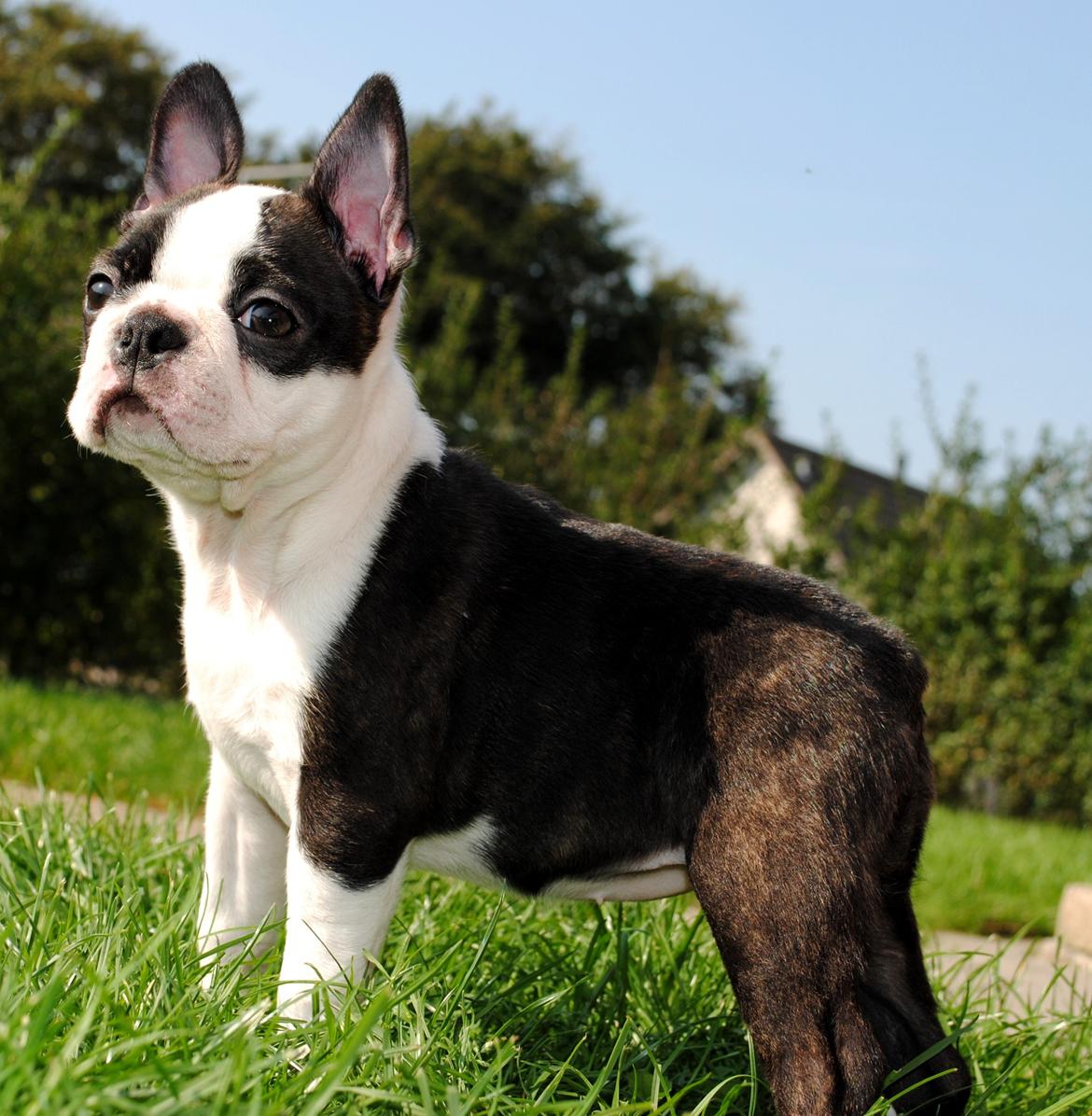 Boston terrier ZARA STYLE AND CHIC Torques billede 17