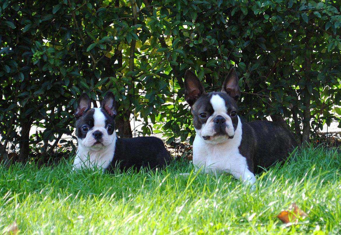 Boston terrier ZARA STYLE AND CHIC Torques billede 21