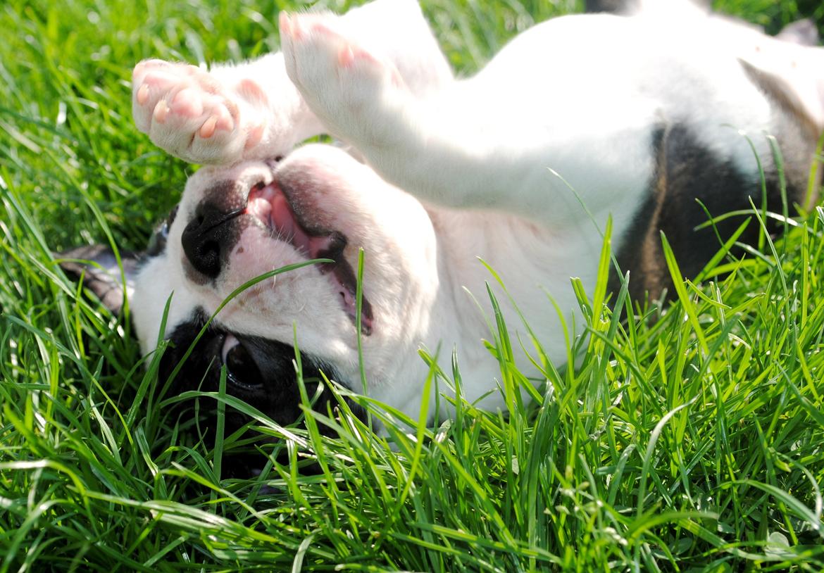 Boston terrier ZARA STYLE AND CHIC Torques billede 18