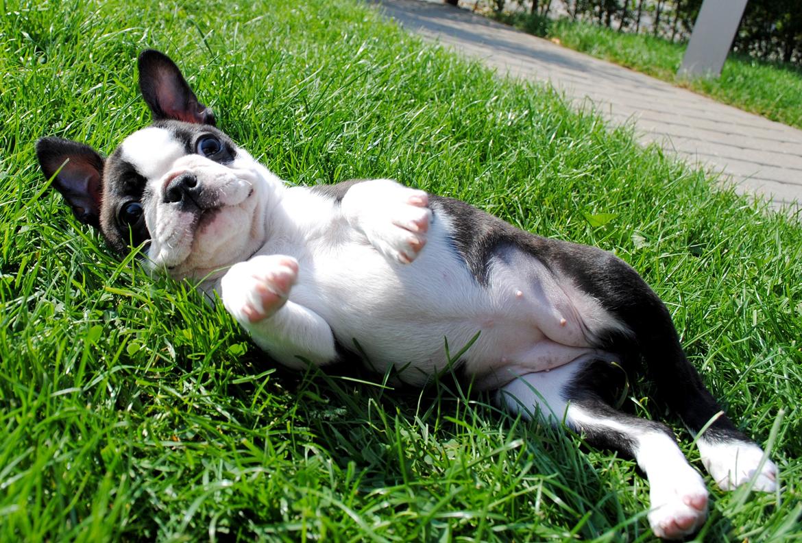 Boston terrier ZARA STYLE AND CHIC Torques billede 20