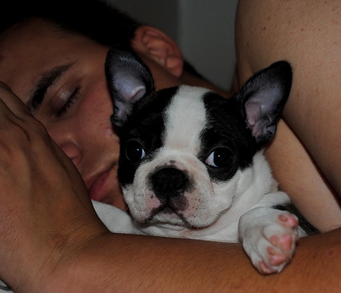 Boston terrier ZARA STYLE AND CHIC Torques billede 19