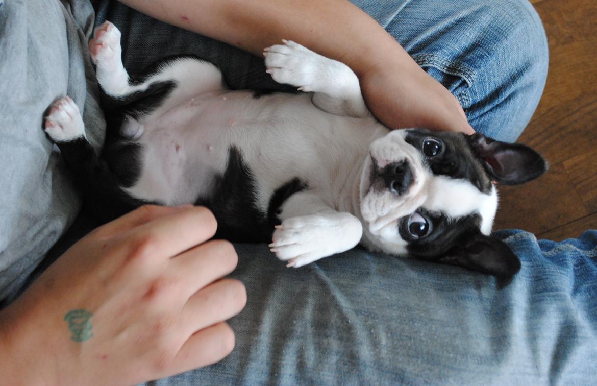 Boston terrier ZARA STYLE AND CHIC Torques billede 22