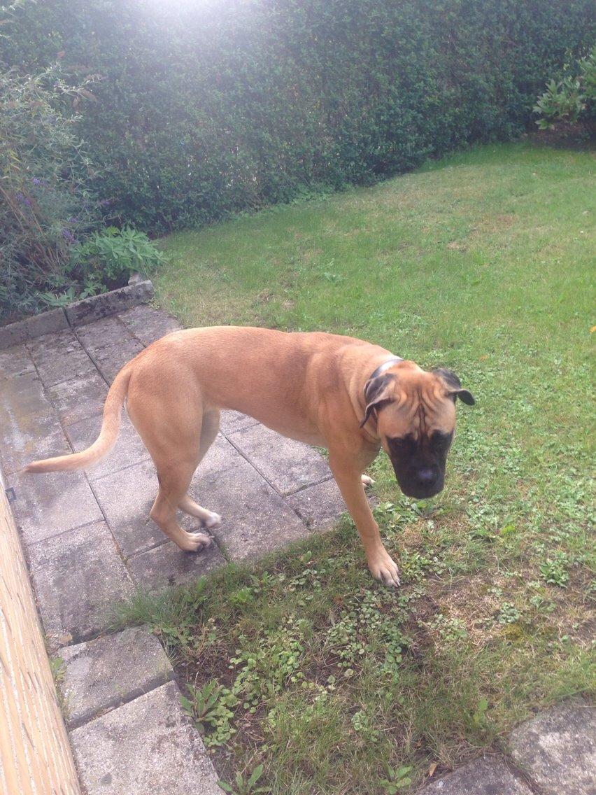 Bullmastiff Daisy billede 1