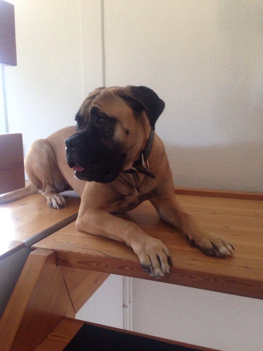 Bullmastiff Daisy billede 3