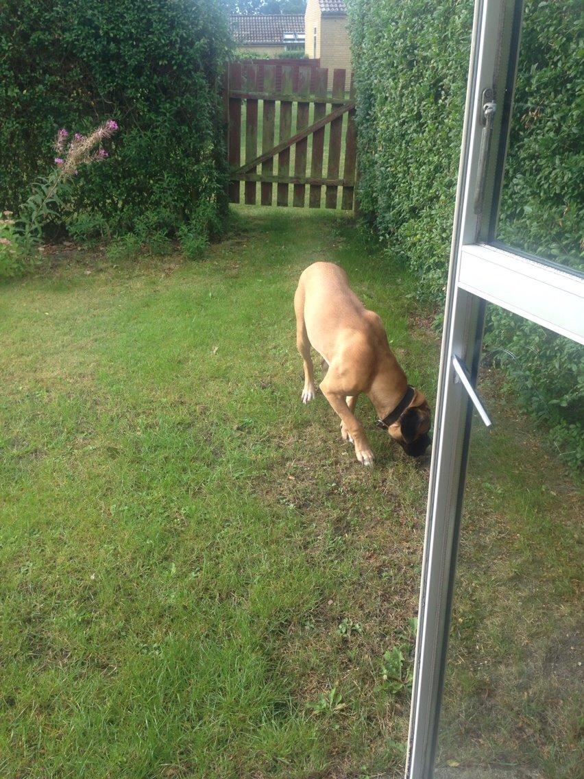 Bullmastiff Daisy billede 2