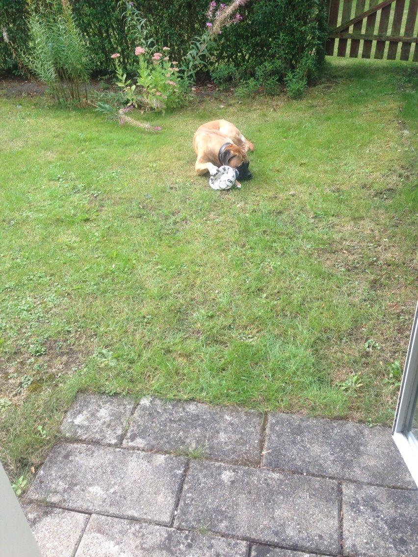 Bullmastiff Daisy billede 4