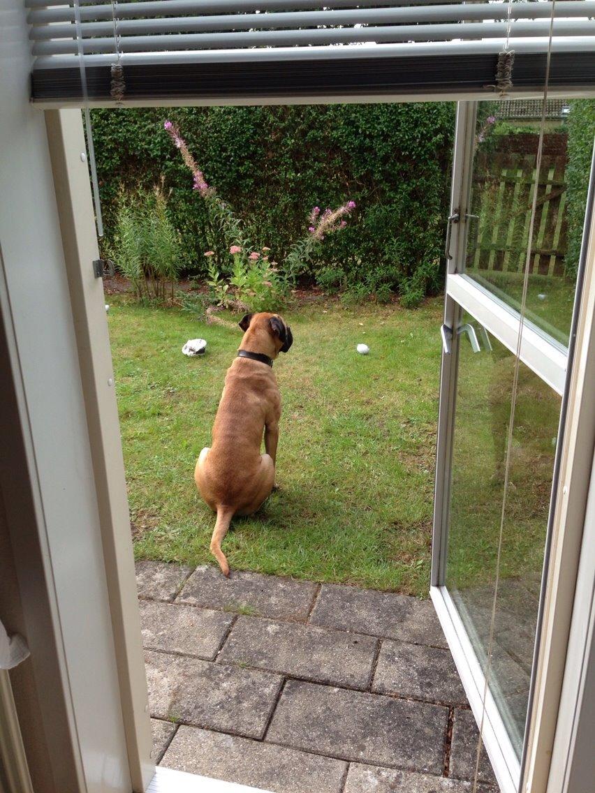 Bullmastiff Daisy billede 5