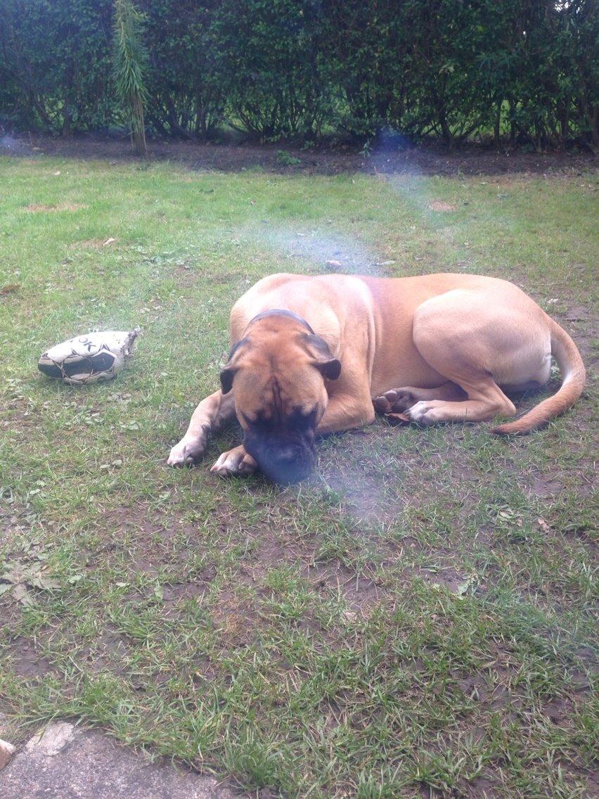 Bullmastiff Daisy billede 6