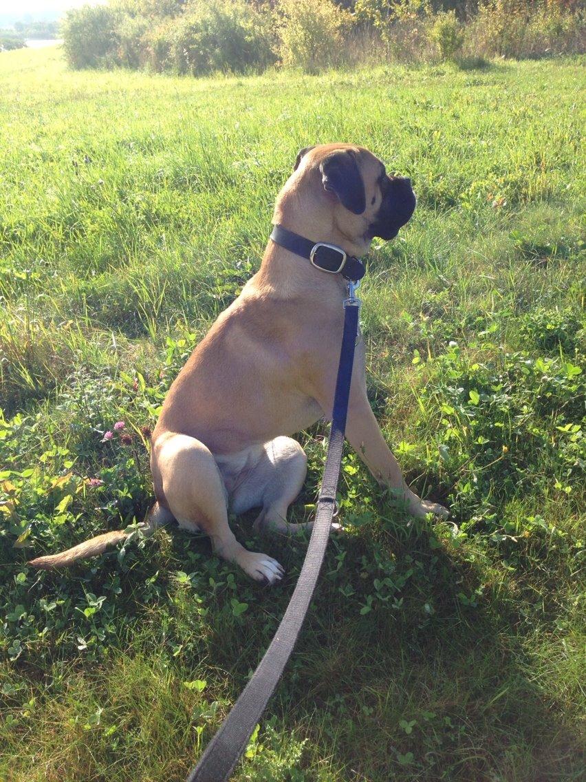 Bullmastiff Daisy billede 7