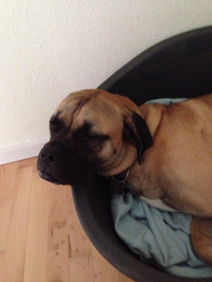 Bullmastiff Daisy billede 8