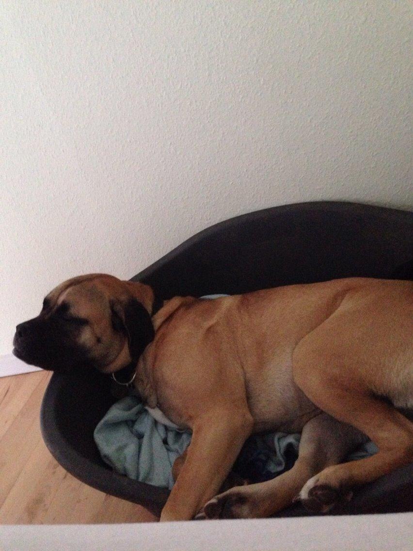 Bullmastiff Daisy billede 9