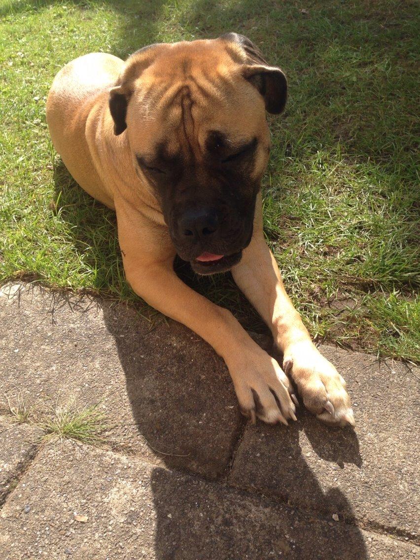 Bullmastiff Daisy billede 11