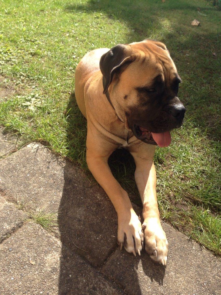 Bullmastiff Daisy billede 10