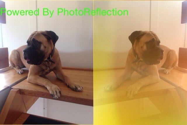 Bullmastiff Daisy billede 13