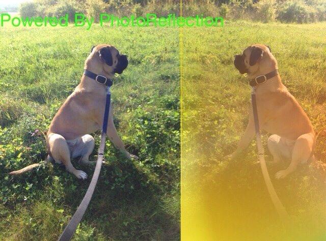 Bullmastiff Daisy billede 14