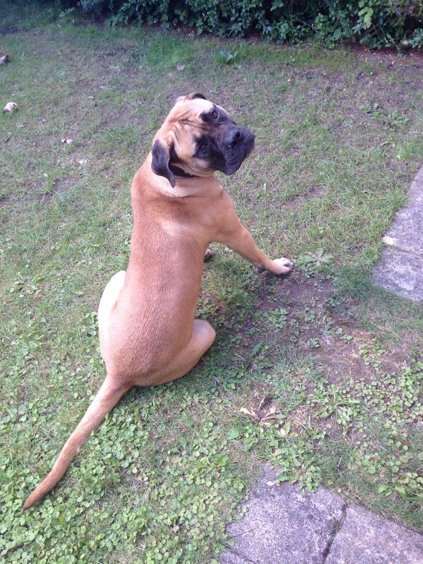 Bullmastiff Daisy billede 12
