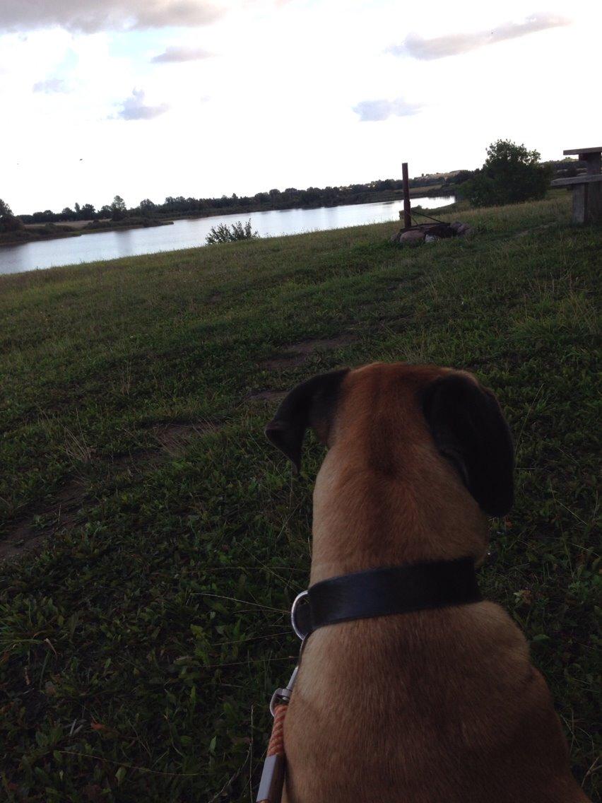 Bullmastiff Daisy billede 15