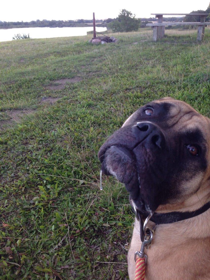 Bullmastiff Daisy billede 16