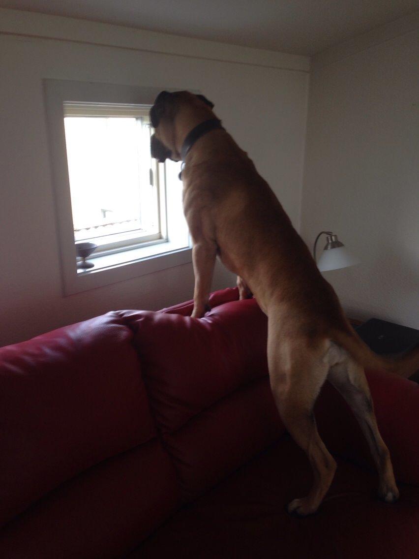 Bullmastiff Daisy billede 17