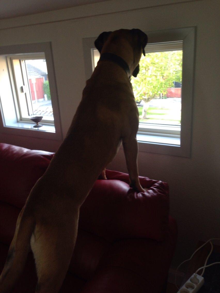 Bullmastiff Daisy billede 18