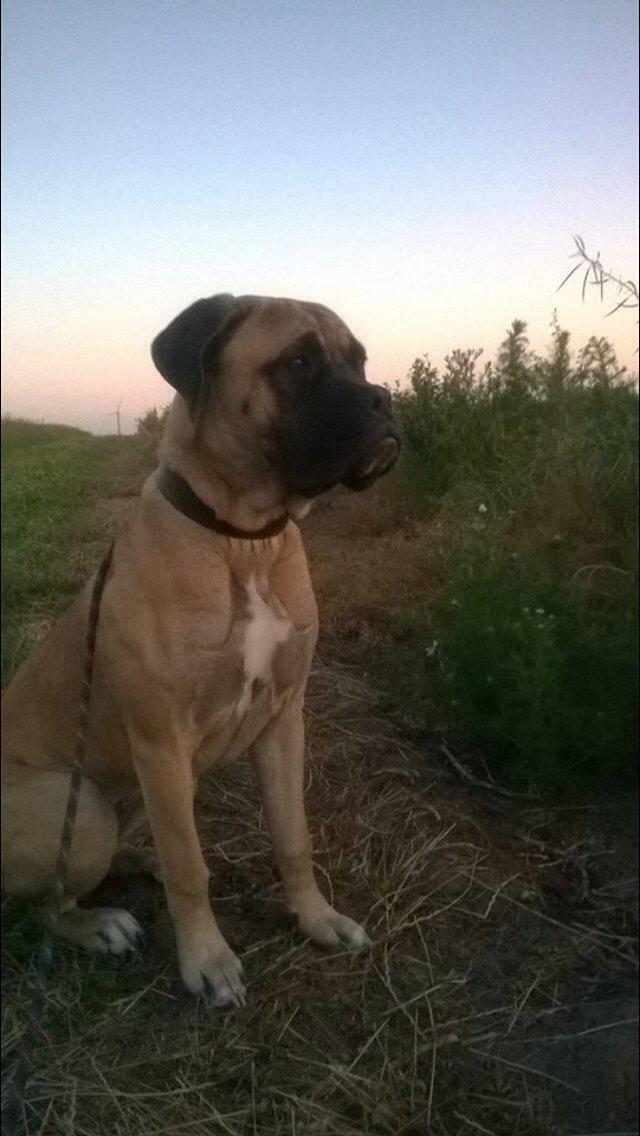 Bullmastiff Daisy billede 19