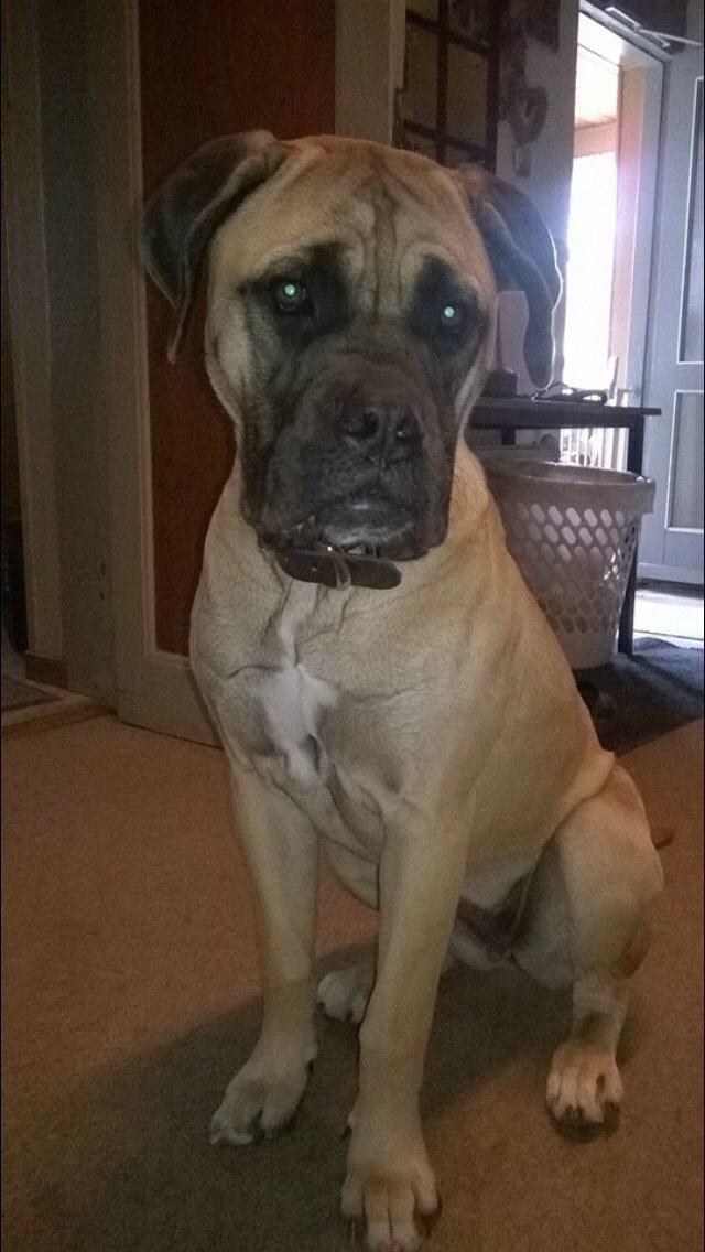 Bullmastiff Daisy billede 20