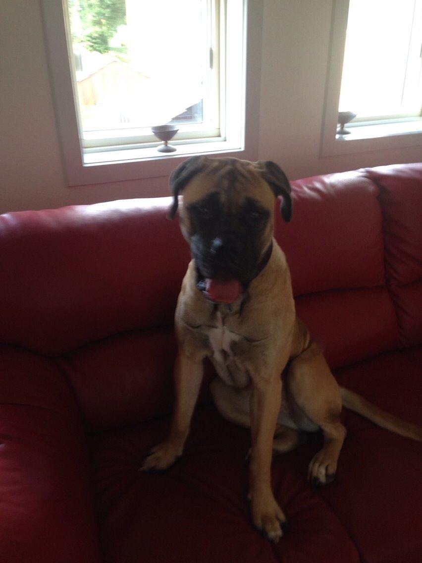 Bullmastiff Daisy billede 21