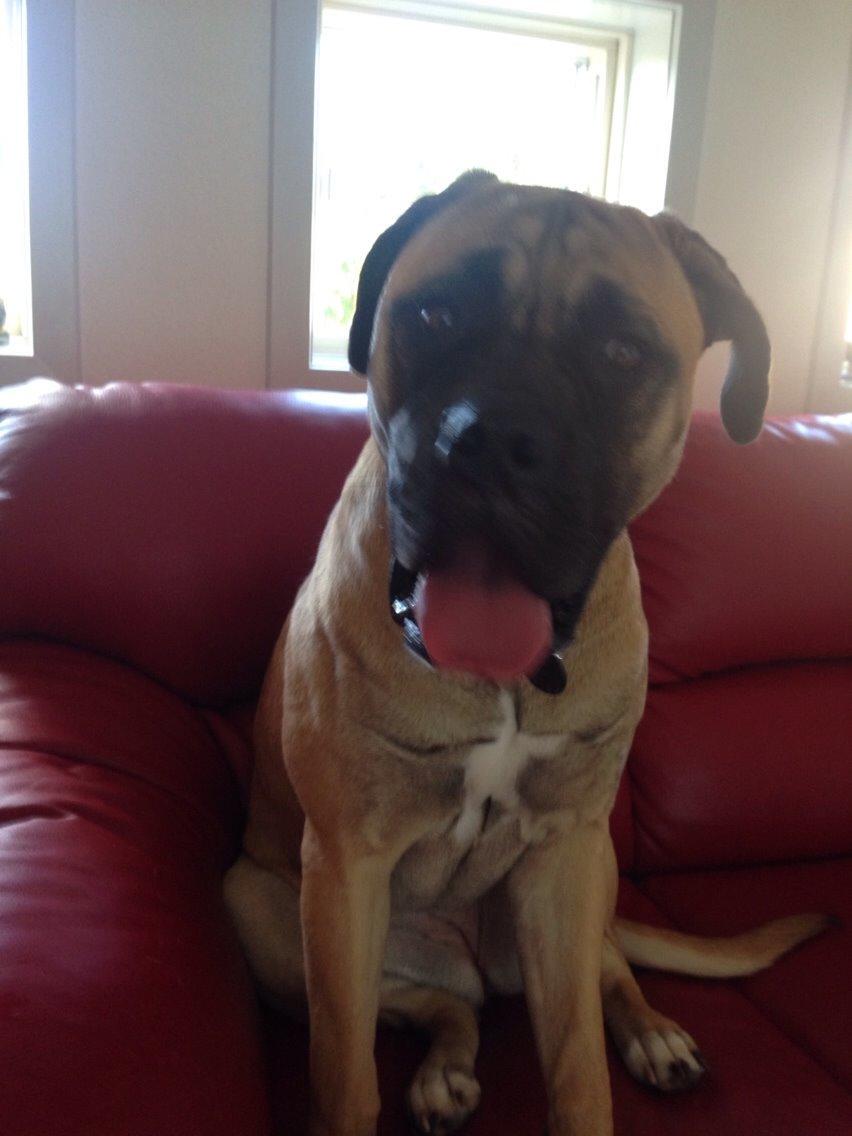 Bullmastiff Daisy billede 22