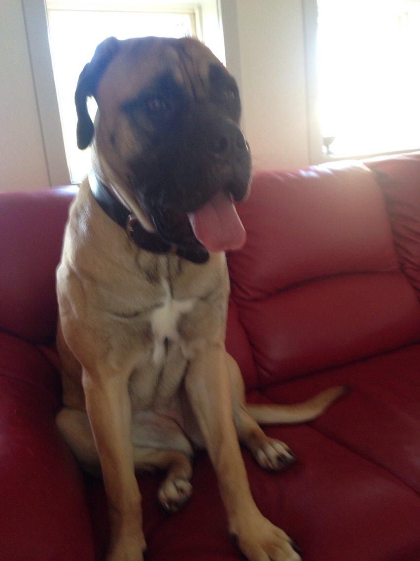 Bullmastiff Daisy billede 25