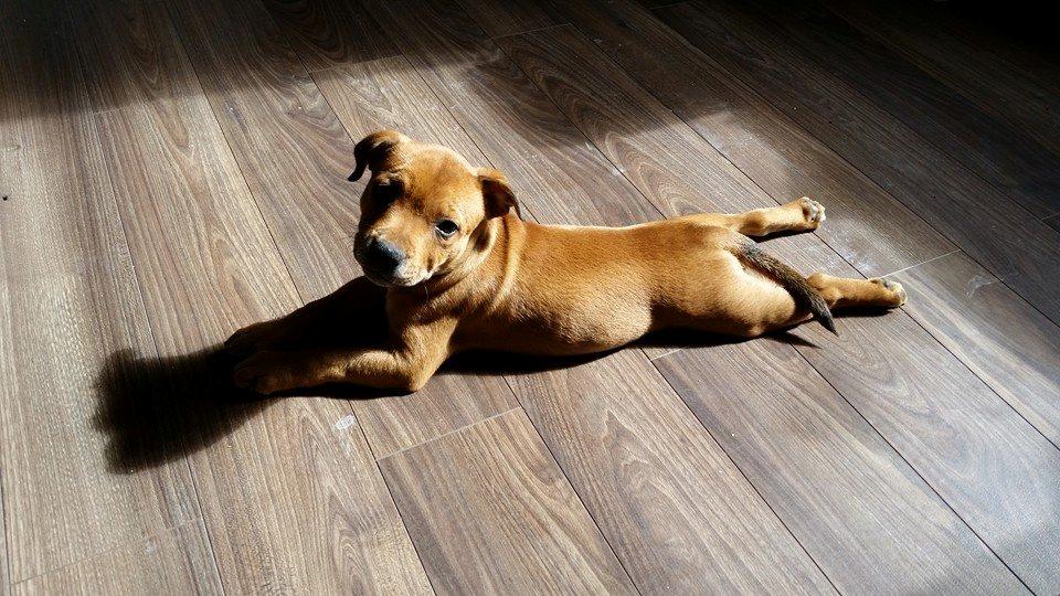 Staffordshire bull terrier Gadfeldts Babbling Magnum aka Toro billede 10