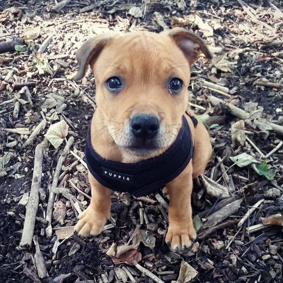 Staffordshire bull terrier Gadfeldts Babbling Magnum aka Toro billede 15