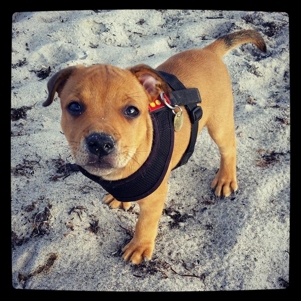 Staffordshire bull terrier Gadfeldts Babbling Magnum aka Toro billede 14