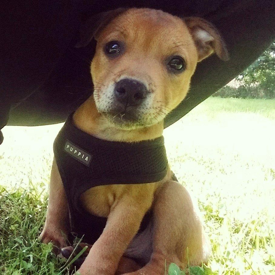 Staffordshire bull terrier Gadfeldts Babbling Magnum aka Toro billede 19