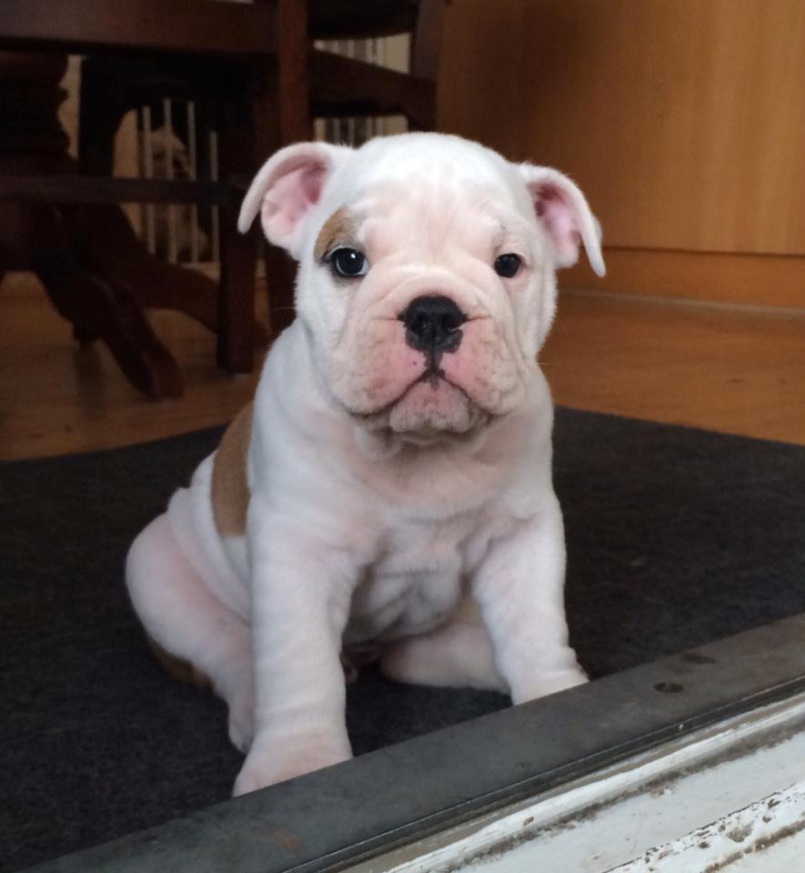 Engelsk bulldog Molosshusets Wonderfull Washington aka.Thor billede 1