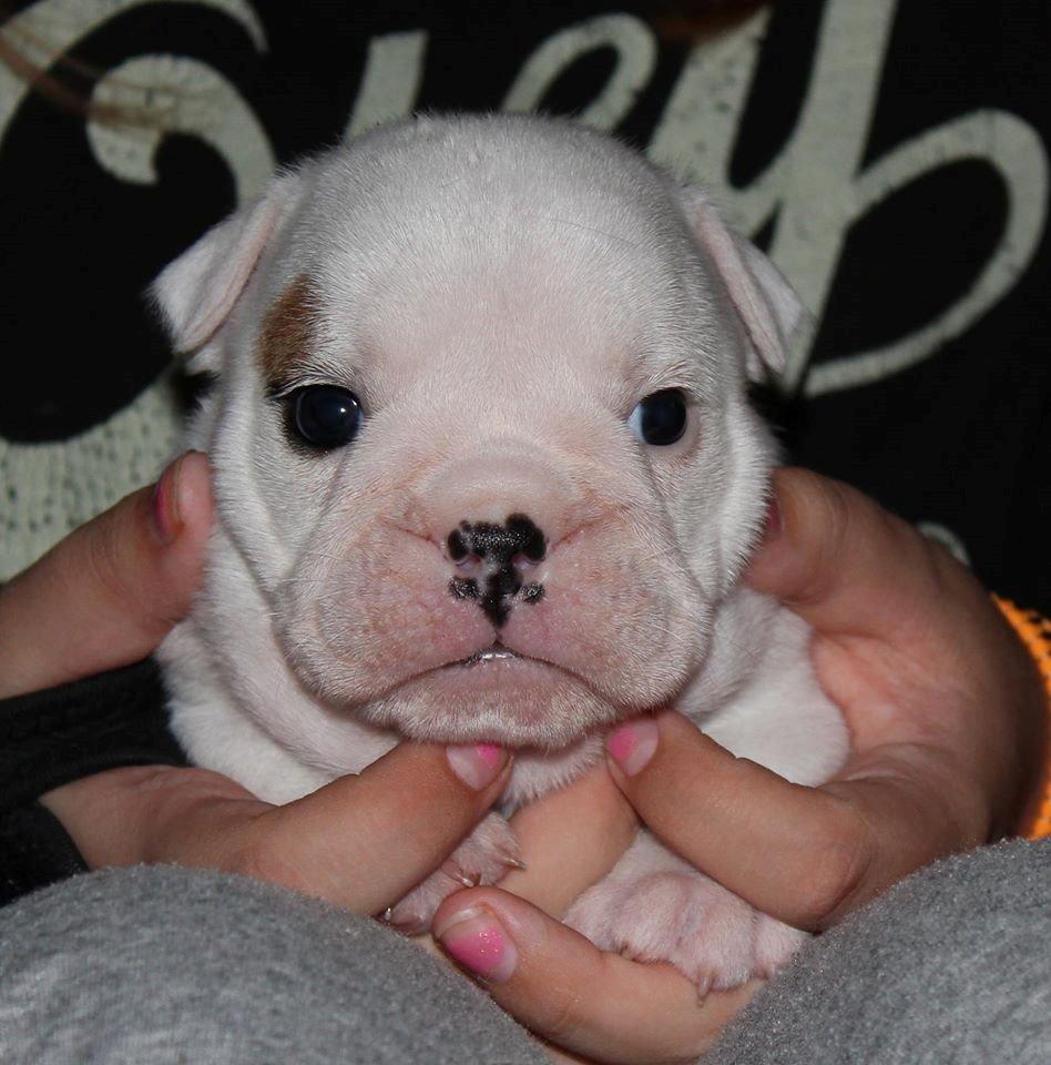 Engelsk bulldog Molosshusets Wonderfull Washington aka.Thor billede 2