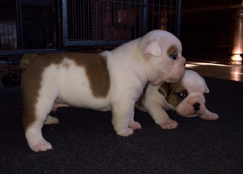 Engelsk bulldog Molosshusets Wonderfull Washington aka.Thor billede 4